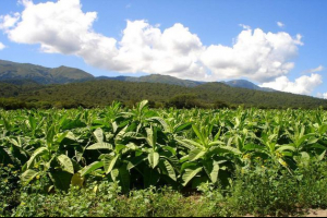 Duhan protiv ptičje gripe: ekološko cjepivo Duhan protiv ptičje gripe: ekološko cjepivo